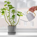 A watering can with a detachable showerhead attachment, pouring water onto a potted plant 80523528 