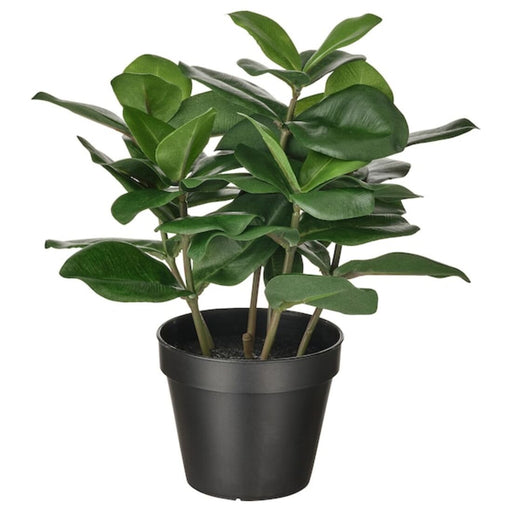 Digital Shoppy ikea Lifelike artificial Clusia plant with deep green leaves and a 12 cm plastic pot for easy display, suitable for indoor or outdoor use from IKEA. 80493343