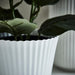 Close-up of a green leafy plant in a white pot with a blurred background