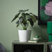 Low-maintenance FEJKA artificial potted Alocasia plant by IKEA - lifelike green leaves perfect for desks or shelves