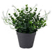 Artificial plant with small white flowers and dense green leaves in a matte black plastic pot, 12 cm.