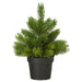 IKEA VINTERFINT Artificial potted plant, in/outdoor Christmas tree/green, single tree in black pot with dense green needles - 70606538