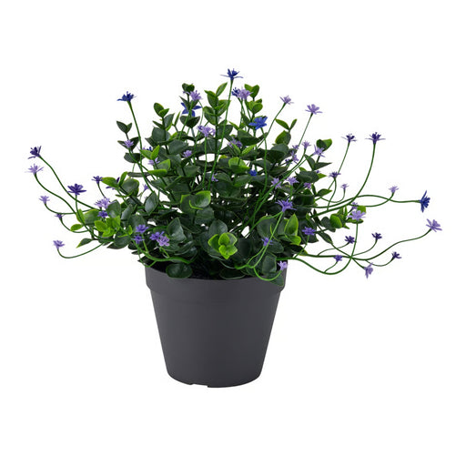 Potted plant with green leaves and small purple flowers on a white background