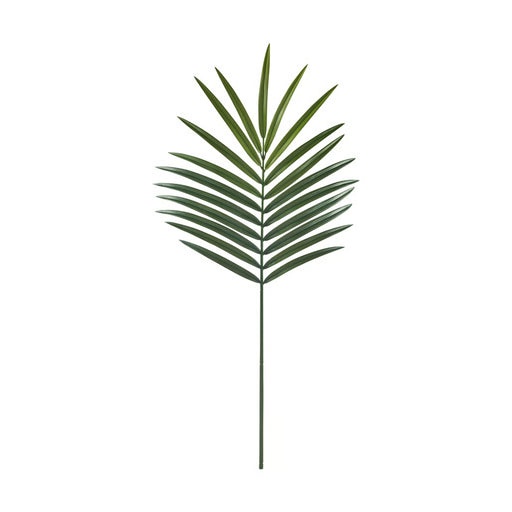 Single green palm leaf on a white background