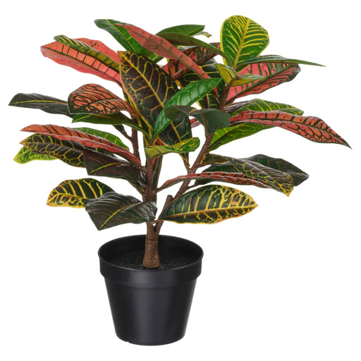 Potted plant with multicolored leaves on a white background