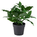 IKEA FEJKA artificial sweet bay potted plant with dense green leaves in a small black plastic pot.