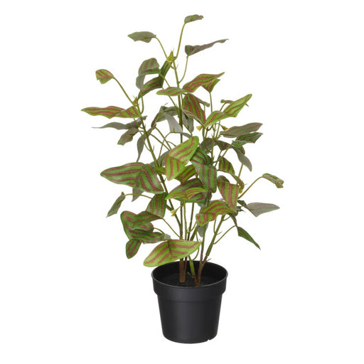 Potted plant with green leaves on a white background