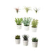 Set of potted plants on a white background