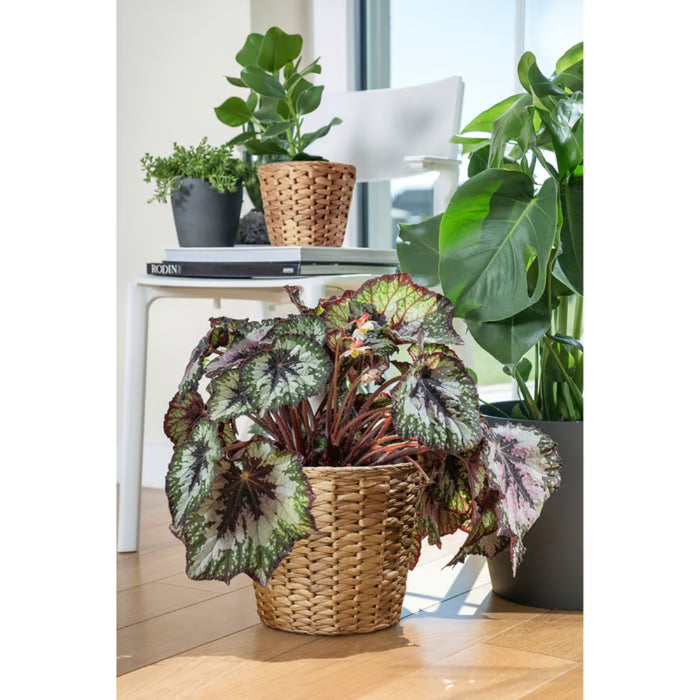 IKEA FRIDFULL Plant pot, water hyacinth, 19 cm (7 ½ ")