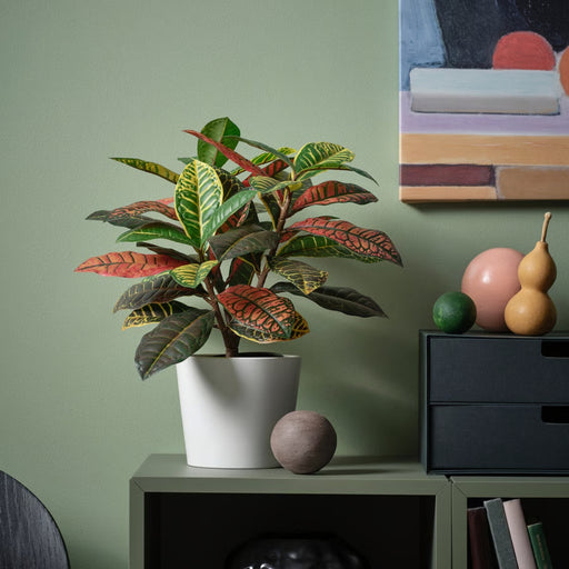 Potted plant on a shelf with decorative items against a green wall