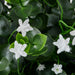Cluster of artificial white flowers with glossy green leaves and thin stems, mimicking natural textures.