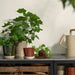 “Compact red-brown light beige plant pot with saucer, 12 cm, placed on a windowsill holding a green leafy plant.”

