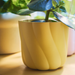 Dark yellow fluted plant pot holding a leafy green plant with broad, glossy leaves, lit by natural sunlight.