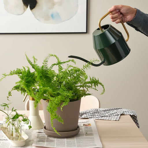  VATTENKRASSE watering can in use, watering fern plant in taupe pot on wooden table with propagation station and decor accents