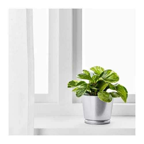 IKEA Artificial potted plant, in/outdoor/Rose pink,9 cm with Plant pot, galvanised, 9 cm (3 ½ ")