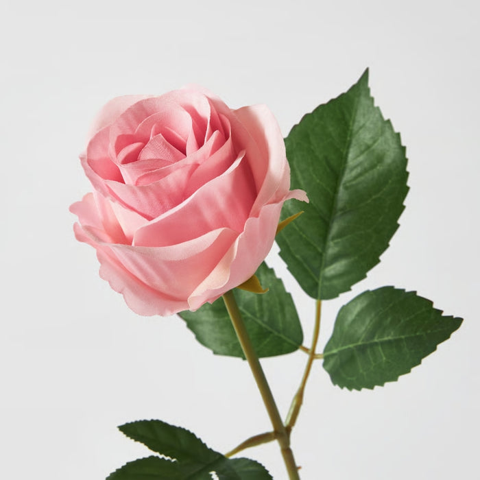 Pink rose with green leaves on a light gray background
