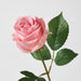 Pink rose with green leaves on a light gray background