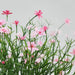 Close-up of IKEA FEJKA artificial baby’s breath pink flowers against light background