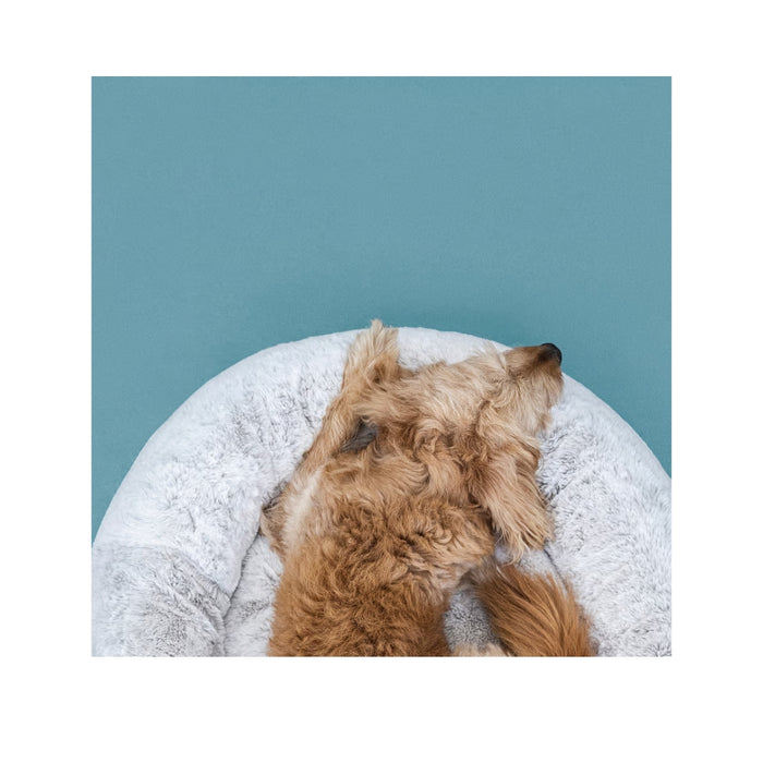 Curly-haired dog resting on UTSÅDD pet bed, light grey, M – plush round design with raised edge. Cozy and calming against teal backdrop – 70570582.