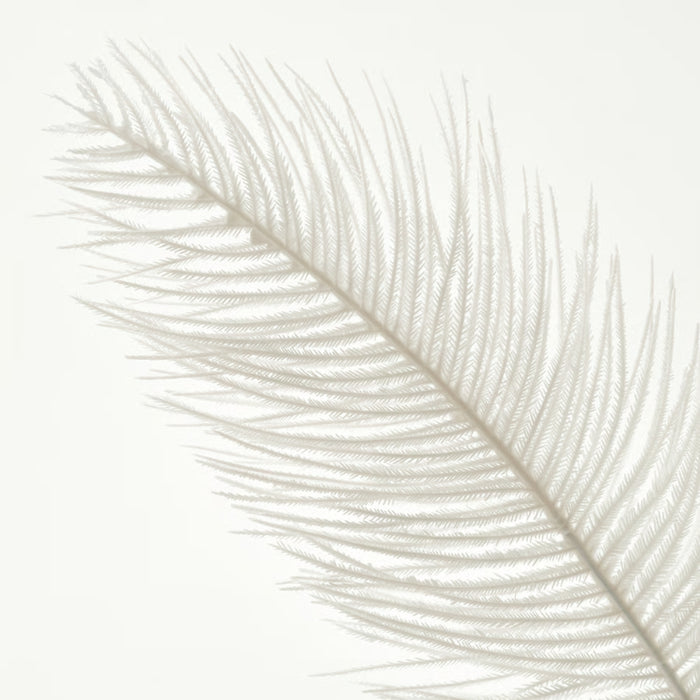 Close-up of a white feather on a light gray background