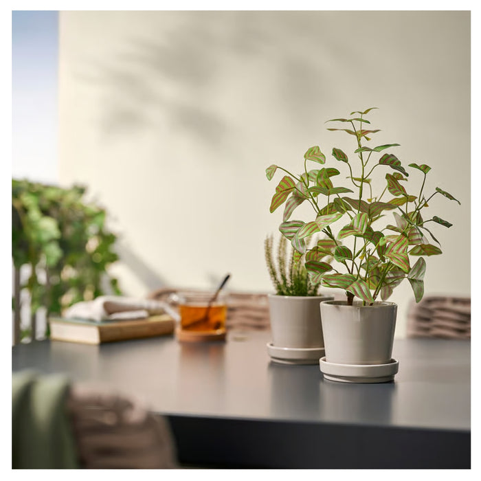 Two potted plants on a table with a blurred background