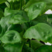 Close-up showing the detailed leaf texture and lifelike appearance of the IKEA FEJKA artificial basil.