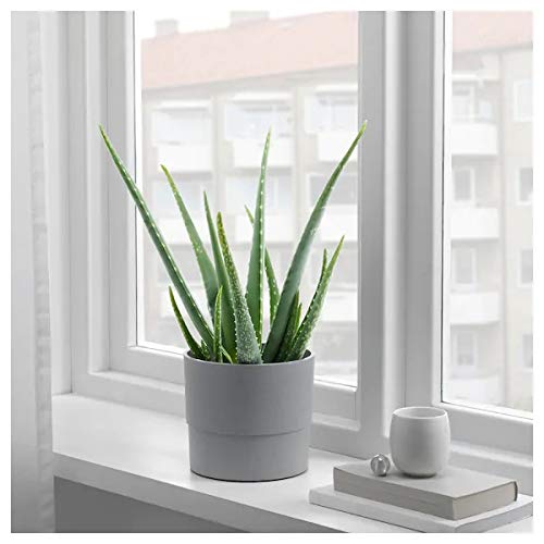 IKEA  Artificial potted plant, in/outdoor calathea, 15 cm (6 ") with Plant pot, in/outdoor grey, 15 cm