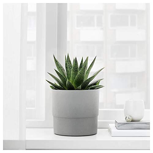 IKEA  Artificial potted plant, in/outdoor calathea, 15 cm (6 ") with Plant pot, in/outdoor grey, 15 cm