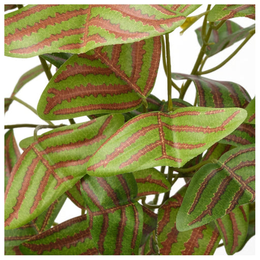 Close-up of a plant with green and red striped leaves on a white background