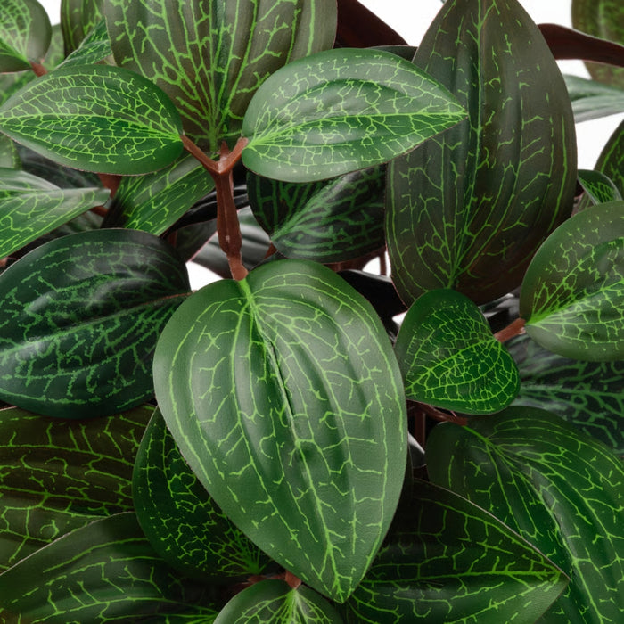 IKEA FEJKA artificial potted plant – close-up of jewel orchid leaves with intricate vein patterns and reddish stems - 80600871