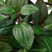 IKEA FEJKA artificial potted plant – close-up of jewel orchid leaves with intricate vein patterns and reddish stems - 80600871