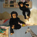  Two SANDLÖPARE chimpanzee toys in kids’ room, one sitting on bed with yellow ball, another hanging from wooden shelf beside giraffe-themed bed frame