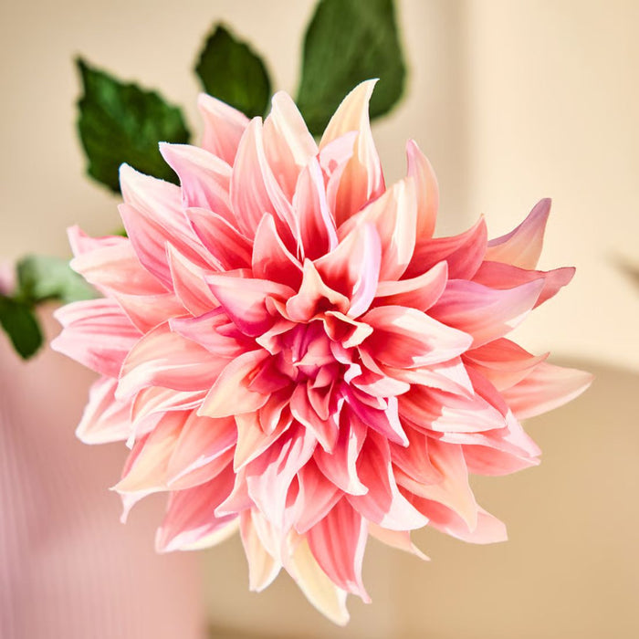 Close-up of a pink and white flower with green leaves on a blurred background