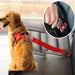 Digital Shoppy Golden retriever secured with red harness and seatbelt tether in car back seat