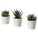 Three potted succulents on a white background