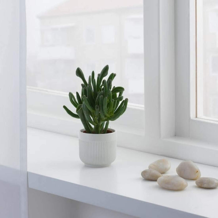 IKEA KÖRSBÄRSBJÖRK Plant pot, light grey-beige, 9 cm (3 ½ ") with GRADVIS Plant pot, grey6 cm