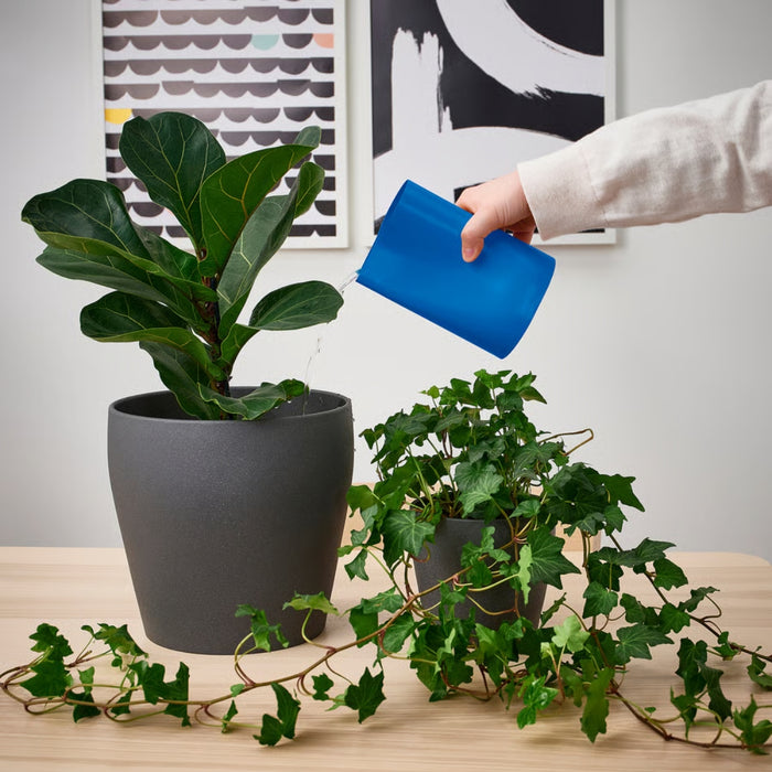 Person watering a potted plant with a blue spray bottle on a wooden surface.