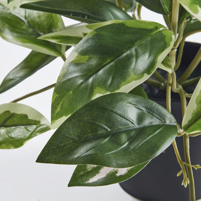 IKEA FEJKA artificial potted plant – close-up of glossy variegated wax plant leaves in black pot, white background - 90614226
