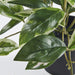 IKEA FEJKA artificial potted plant – close-up of glossy variegated wax plant leaves in black pot, white background - 90614226