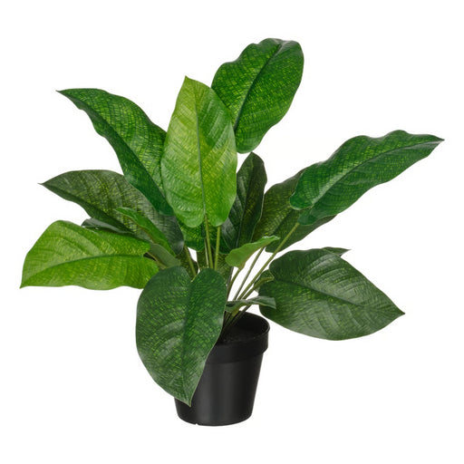 Potted plant with large green leaves on a white background