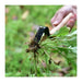 Person using garden shears to trim a plant with a blurred green background