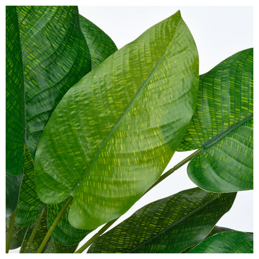Close-up of green leaves with a white background