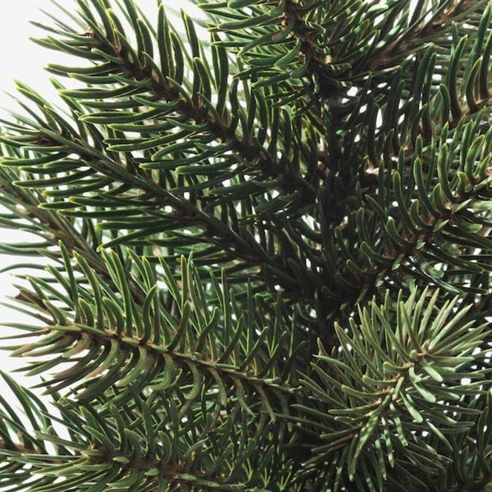Close-up of a branch of a coniferous tree with green needles.