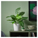 Potted plant on a table with a green wall and decorative items in the background