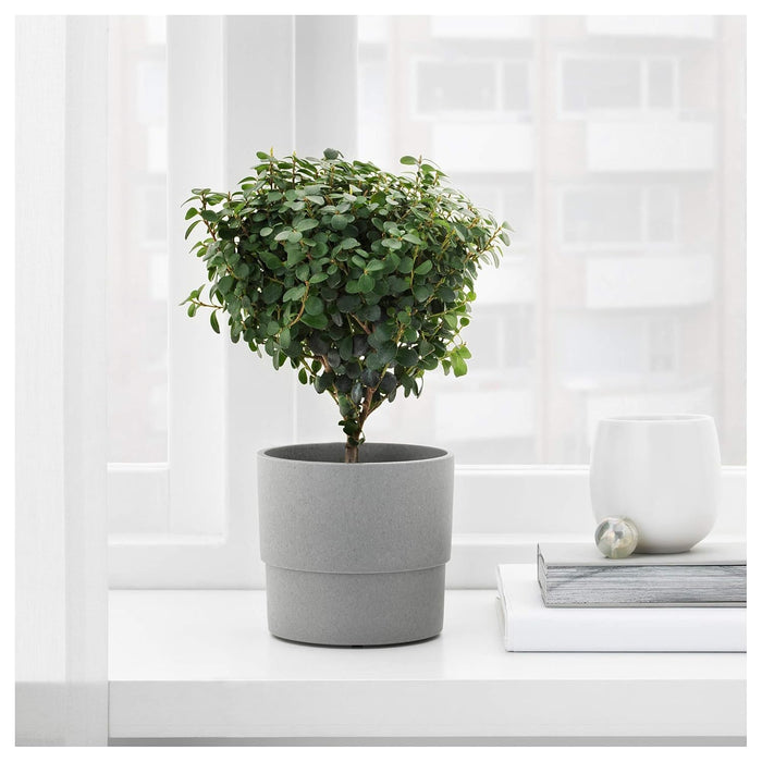IKEA  FEJKA Artificial potted plant, oregan, 9 cm with Plant pot, in/outdoor grey, 9 cm (3 ½ ")