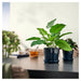 Two potted plants on a table with a blurred background