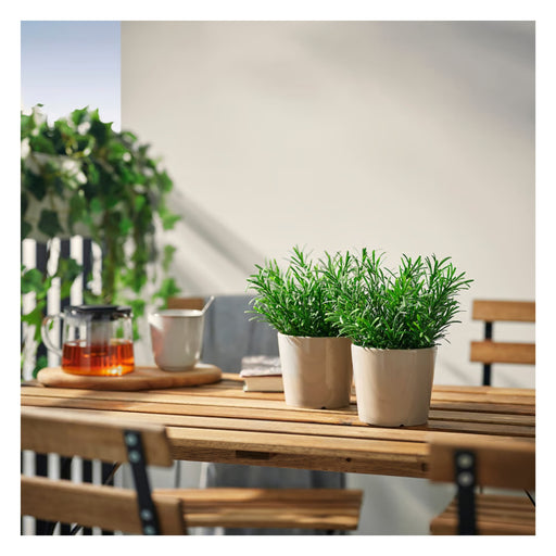 Two potted plants on a wooden table with a blurred background