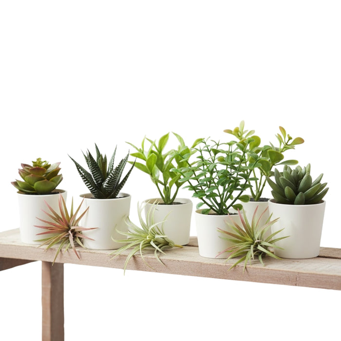 Set of potted plants on a wooden shelf with a white background