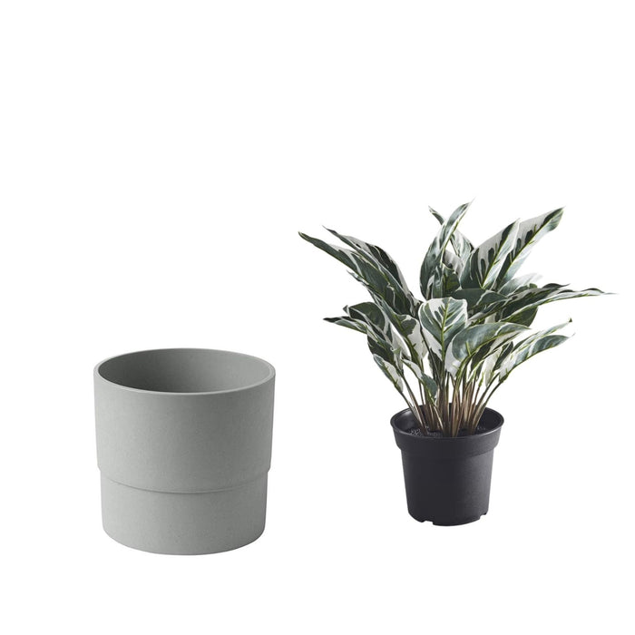 IKEA  Artificial potted plant, in/outdoor calathea, 15 cm (6 ") with Plant pot, in/outdoor grey, 15 cm