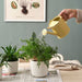  an image of the watering can being used indoors: "Indoor Plant Care with IKEA ÅKERBÄR Yellow Watering Can